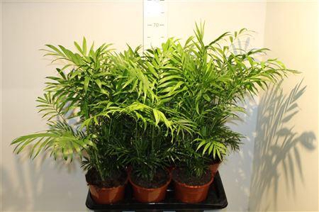 <h4>** Chamaed Elegans 20pp * Spring Deal 8</h4>