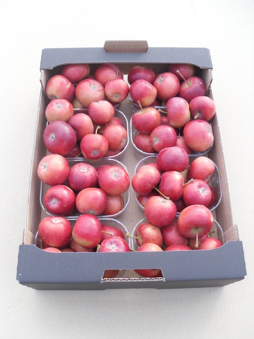 MALUS SIERAPPEL BOX