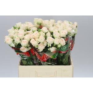 Rosa Tr Sofie X5