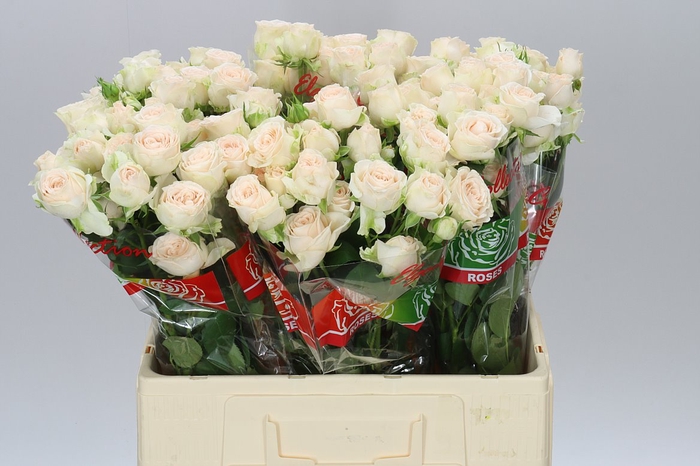 <h4>Rosa Tr Sofie X5</h4>