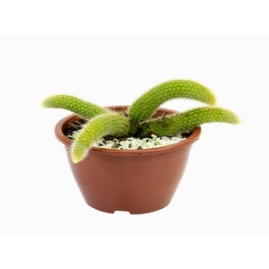 CACTUS RABO DE MACACO C21