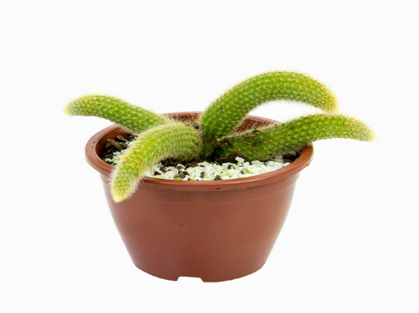 <h4>CACTUS RABO DE MACACO C21</h4>