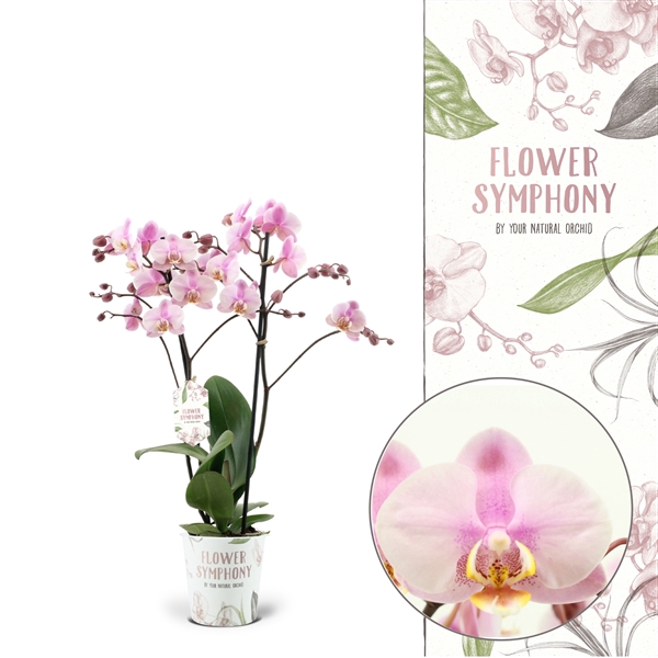 <h4>Flower Symphony | Roskilde | Phalaenopsis 2 spike</h4>