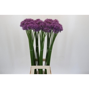Allium Gladiator