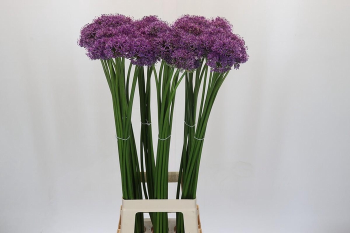 <h4>Allium Gladiator</h4>