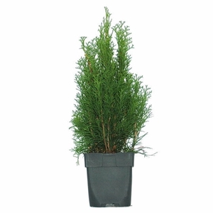 Thuja occidentalis 'Smaragd' P17