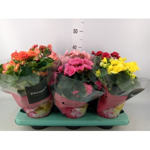 Begonia elat. DU   ...mix