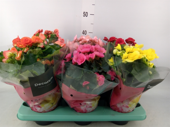 <h4>Begonia elat. DU   ...mix</h4>