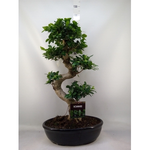 Ficus microcarpa 'Ginseng'