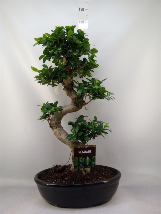 <h4>Ficus microcarpa 'Ginseng'</h4>