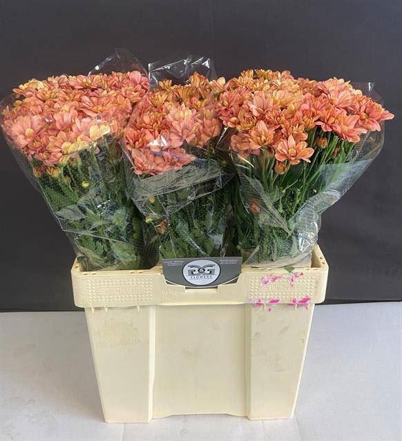 <h4>CHR TR SUMMER LOVE 50 GR.</h4>