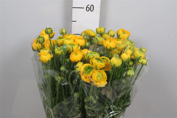 <h4>Ran Aazur Yellow</h4>