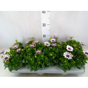 Osteospermum  'Margarita Whit Spoo'