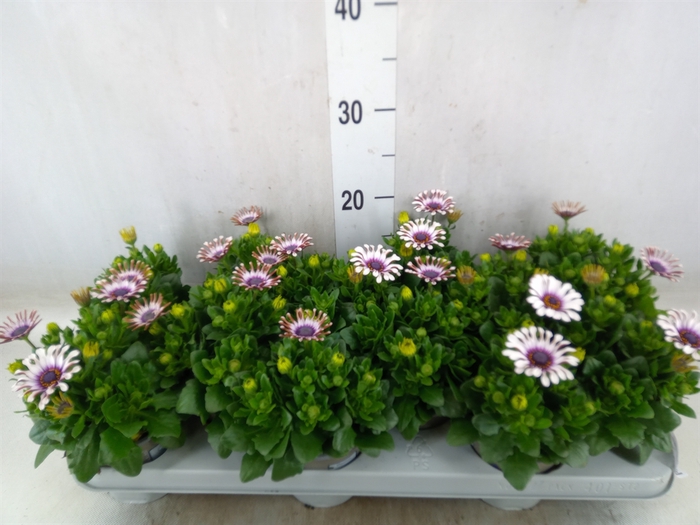 <h4>Osteospermum  'Margarita Whit Spoo'</h4>