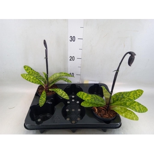 Paphiopedilum   ...