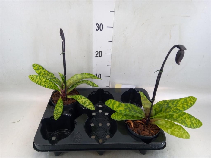 <h4>Paphiopedilum   ...</h4>
