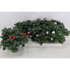 RHODO SI VOGEL GEM