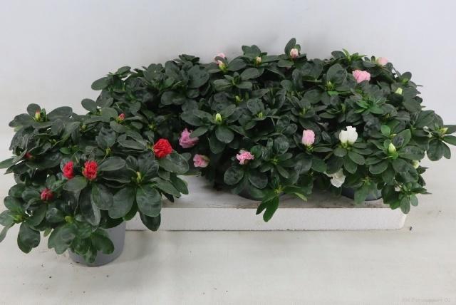 <h4>RHODO SI VOGEL GEM</h4>