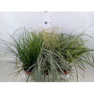 Carex   ...mix