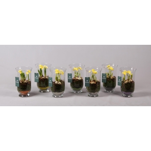 Pasen glazen windlicht met Narcis D14.5 H25