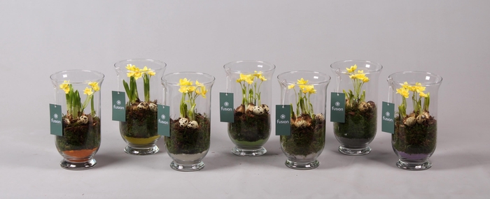 <h4>Pasen glazen windlicht met Narcis D14.5 H25</h4>
