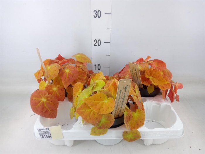 <h4>Begonia BD   ...</h4>