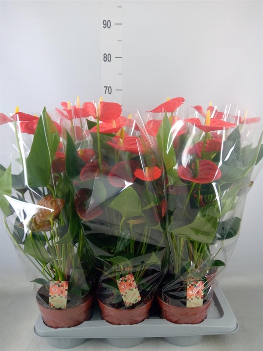 <h4>Anthurium andr. 'Sierra Orange'</h4>