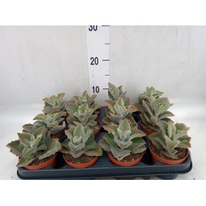 Kalanchoe NF beharensis