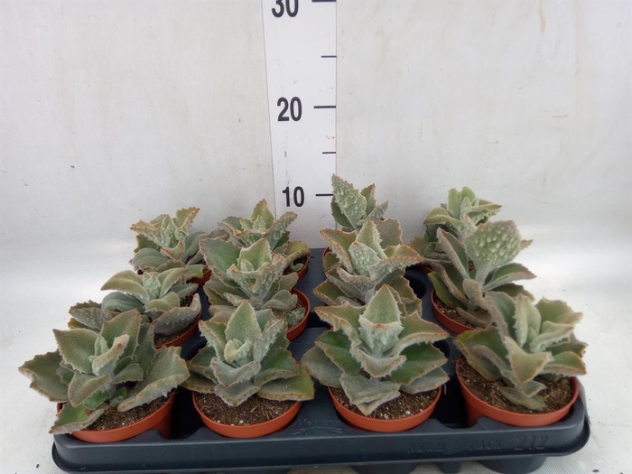 <h4>Kalanchoe NF beharensis</h4>