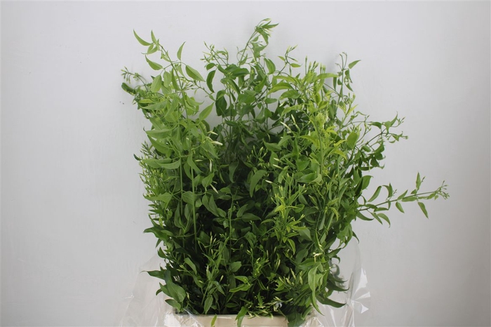 <h4>Jasmijn Ranken P Bunch</h4>