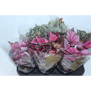 BEGONIA BELEAF P15 PO