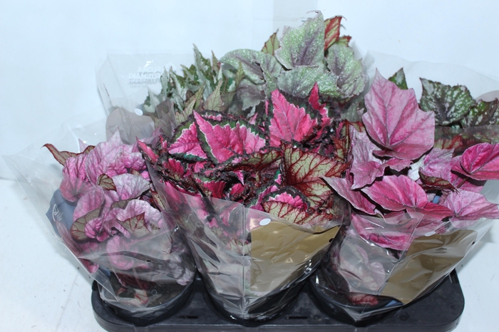 <h4>BEGONIA BELEAF P15 PO</h4>