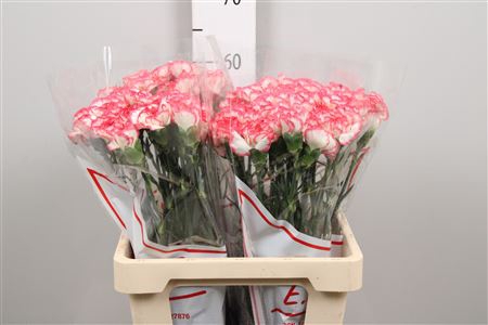 <h4>Di St Bacarat Pink</h4>