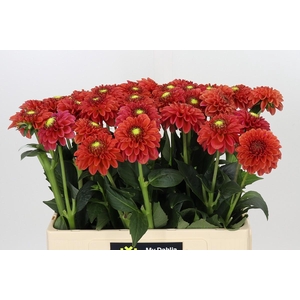 Dahlia Zundert Mystery Fox