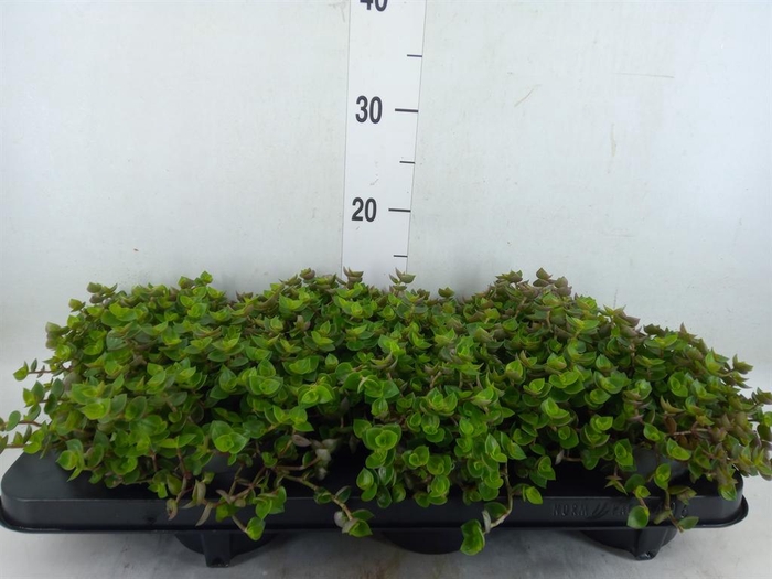 <h4>Callisia repens</h4>