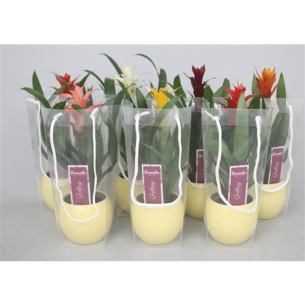 <h4>Guzmania gemengd in gele bolpot in blanco draagtas</h4>