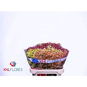 GYPS KLB H% AUTUMN-MIX 80/40GR