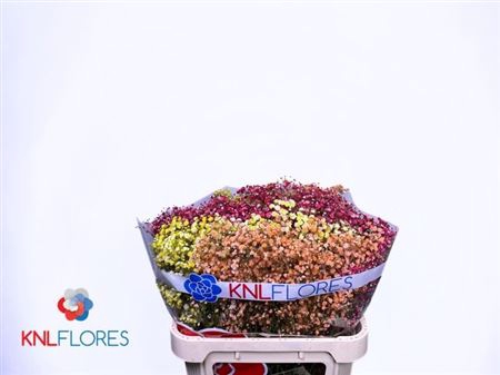 <h4>GYPS KLB H% AUTUMN-MIX 80/40GR</h4>