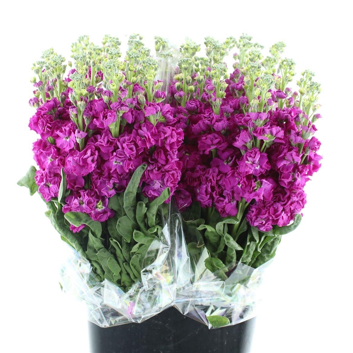 <h4>Matth Iron Rose</h4>