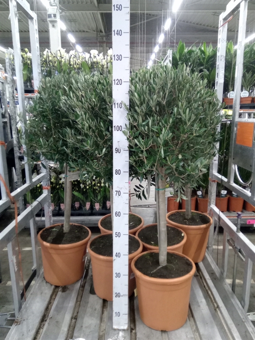 <h4>Olea europaea</h4>