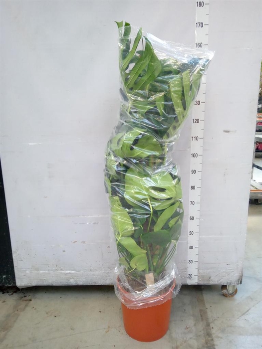 <h4>Monstera delic.</h4>