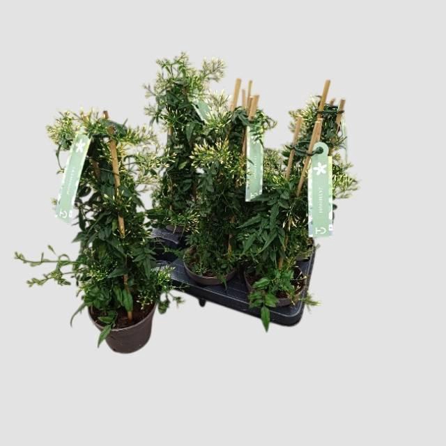 <h4>JASM POLYANTHUM WIT</h4>