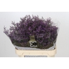Limonium ov Safora Lilac