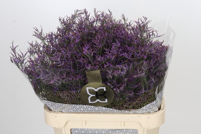 Limonium ov Safora Lilac