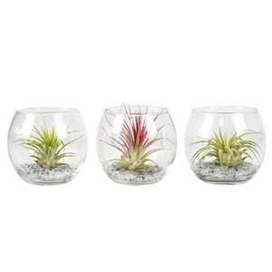 Tillandsia glas bol mini