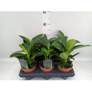 Philodendron  'Green Princess'