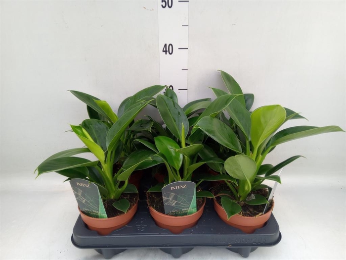 <h4>Philodendron  'Green Princess'</h4>