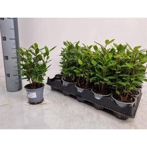 Laurus Nobilis 11Ø 27cm 12Ø 32