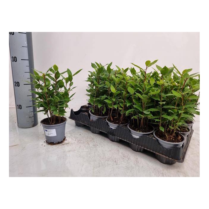 <h4>Laurus Nobilis 11Ø 27cm 12Ø 32</h4>