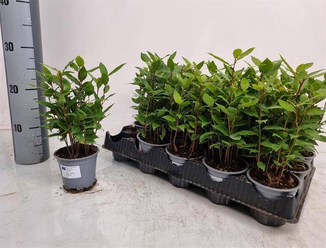 Laurus Nobilis 11Ø 27cm 12Ø 32